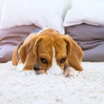 6 Amazing Tips To Keep The Carpet Clean With Dogs