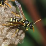Hornet Sting: Symptoms, Treatments, and Prevention