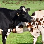 Breeds of Cow: Most Common and Exotic Cow Breeds
