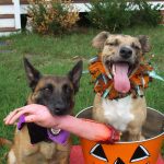 What are Some of the Ways to Keep Your Dogs Happy During Halloween?