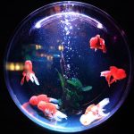 5 Reasons an Aquarium is The Ideal Decor